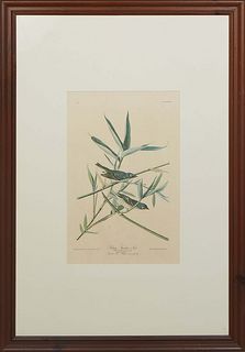 John James Audubon (Haitian/American, 1785-1851), "Solitary Flycatcher or Vireo, Vireo Solitarius," 20th c., No. 6, Plate XXVIII, presented in a mat a