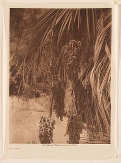 Edward S. Curtis, Palm Fruit, 1924