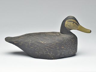 Black duck, Miles Hancock, Chincoteague, Virginia.