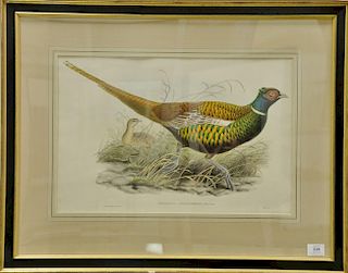 John Gould (1804-1881), pair of hand colored lithographs, Phasianus Chrysomelas, sight size 14" x 21" and Phasianus Shawi, sight siz...