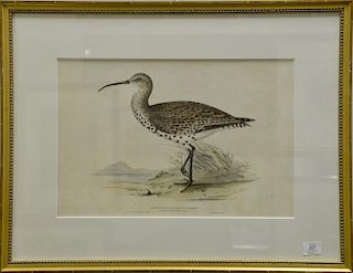 John Gould (1804-1881), three of hand colored lithographs, Slender Billed Curlew Numenius Tenuirostris, printed by Hullmandel, sight...