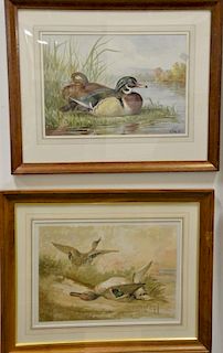 Alexander Pope Jr. (1849-1942)  set of nine chromolithographs  from Upland Game Birds and Waterfowl of the United States   The...