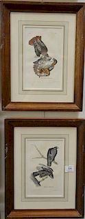 Set of six Audubon prints, Drawn from nature by J.J. Audubon, printed by J.T. Bowen, Philadelphia, hand colored lithographs, Common ...