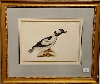 Attributed to Sarah Stone (1760-1844)  two watercolors  Buffel Headed Duck  and  King Idler Drake Duck  both unsigned  b...