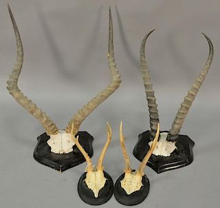 Four taxidermy horn and antler mounts including a nyala, gazelle, and two small deer antlers.  antler lg. 7in. to 22in.