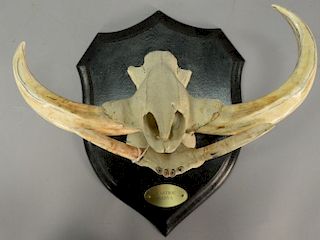 Taxidermy warthog jaw bone mount with skull and horns. wd. 15in.
