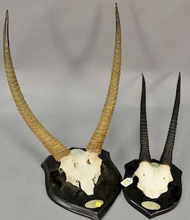 Two taxidermy African horn mounts to include oryx antler mount and gazelle horn mount. 27 1/2in. & 35in.