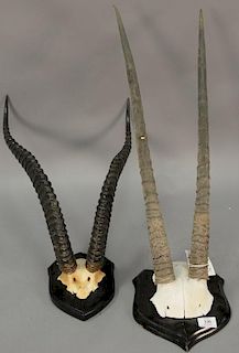 Two African taxidermy horn mounts including large Kenya waterbuck set along with Gemsbok antler mount. 30 1/2" & 34 1/2"