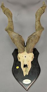 Large taxidermy markhor horn mount. horn lg. 28in.