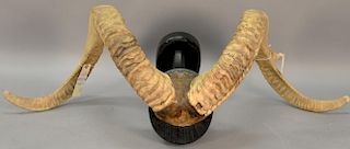 Large ram's horn mount. lg. 46in.