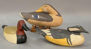 Three carved and painted duck decoys including a mallard hen marked Walker, canvasback drake signed by Ernest Steck, and a hooded me...