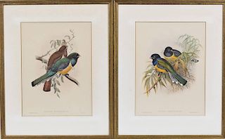 Pair of J. Gould Colored Bird Engravings