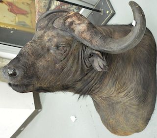 Large African cape buffalo shoulder mount with horns. ht. 32", wd. 36", dp. 42"