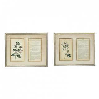 Pair of Framed Floral Bookplate Prints