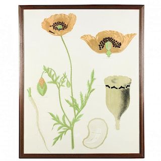 Vintage French Educational Print of Poppies