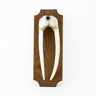 Antique Alaskan Walrus Skull and Tusk Mounted on Wooden Plaque.