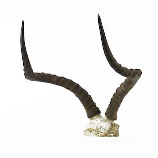 Authentic African Gazelle Skull and Horn Mount