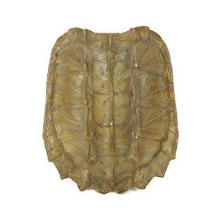 Antique Alligator Turtle Shell.