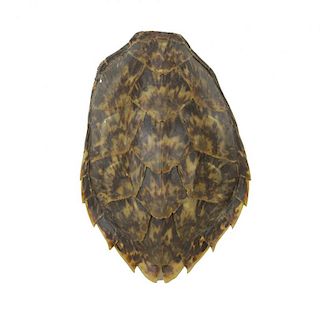 Antique Gallipoli Turtle Shell.