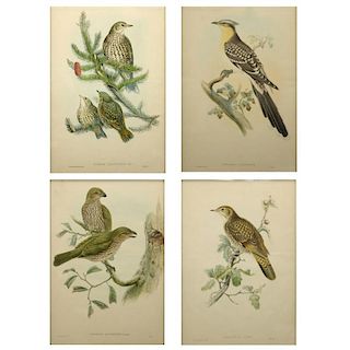 Grouping of Four (4) John Gould, English (1804-1881) Hand Colored Bird Prints