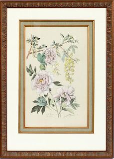 TAMBERG HAND COLORED LITHOGRAPH PL. 31