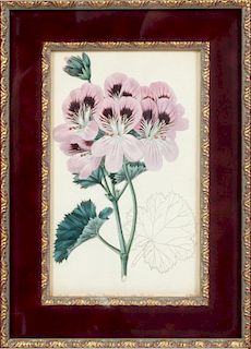 J. D. SMITH HAND COLORED LITHOGRAPH OF PANSIES