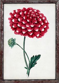 SIR JOSEPH PAXTON COLORED FLORAL LITHOGRAPH C1900