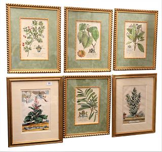 Group of Six Botanical Engravings and Prints