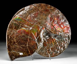 Large Ammonite Fossil Fiery Iridescent Ammolite