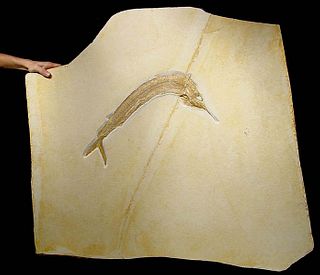 Superb Fossilized Jurassic Aspidorhynchus Fish