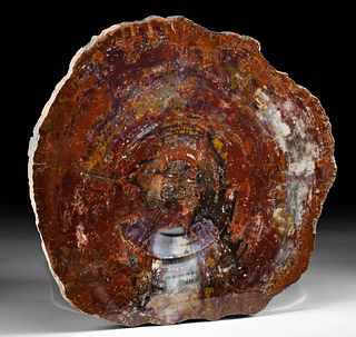 Large Arizona Triassic Fossilized Petrified Wood Slab