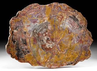 Colorful Triassic Arizona Petrified Wood Slab