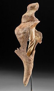 Incredible Maya Conch Shell Trumpet Intricately Carved