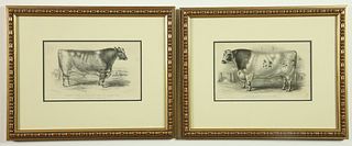 Pair of C. Moody "Champion Bull" Prints
