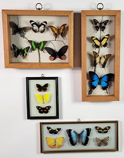 Collection of Vintage Framed Exotic Butterfly Species
