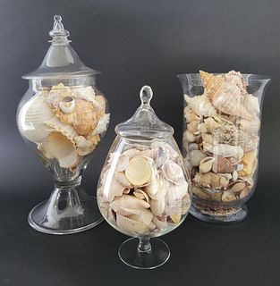 Collection of Vintage Nautical Seashell Specimens