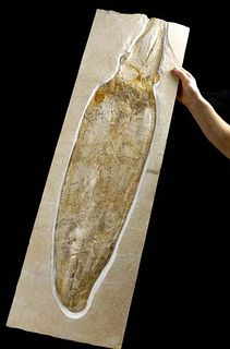 Rare Giant Fossilized Jurassic Leptotheutis Gigas Squid