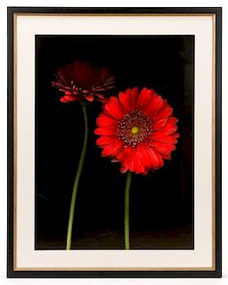 Barry Taratoot "Untitled (Red Daisy)" Photograph