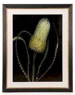 Barry Taratoot "Untitled (Horsetail)" Photograph