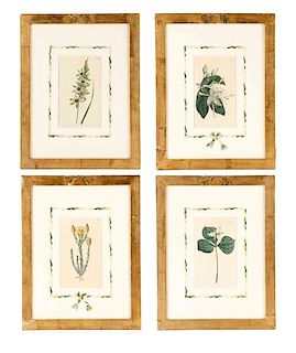 Set of 4 Botanical Engravings, Sydenham Edwards