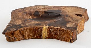 Petrified Wood Vide Poche