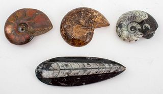 Polished Fossils Ammonites & Orthoceras, 4
