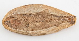 Prehistoric Fish Fossil