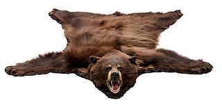 An American Brown Bear Hide Length 59 inches.