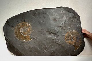 Fossilized Jurassic Pyritized Ammonites Life Assembly