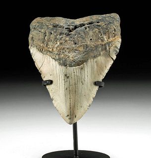 Massive Fossilized Megalodon Tooth - 6.1" Long!