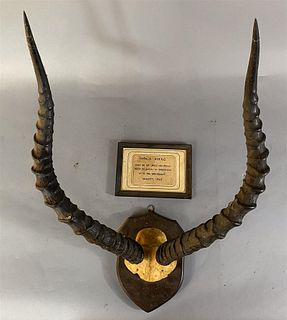 Vintage Impala Horns