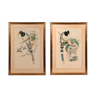 Pair of Bird Illustration Plates.