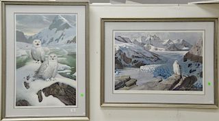 Two framed prints including Snow Owls numbered lower left: 8/950 and signed lower right in pencil Roger Tory Peterson (sight size 30...