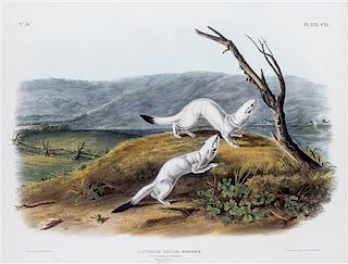 (AUDUBON, JOHN JAMES, after) BOWEN, J.T. Putorius Agilis, Little Nimble Weasels. Lithograph with hand-coloring